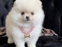 Pomeranian Boo Tea Cup