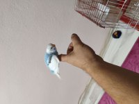 Muhabbet kuşumuz