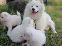 45 günlük anne baba safkan sağlıklı köpekler