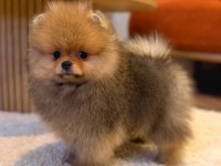Pomeranian Boo Ayı Surat Yavrularımız