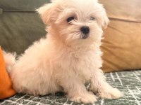 Kore maltese bebekler