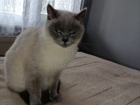 2 Yaşında British Shorthair