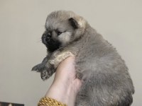 Pomeranian Erkek Yavrumuz