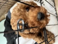 2 Aylık Dişi Toy Poodle