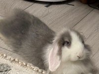 SAĞLIKLI BAKIMLI LOP TAVŞANI 4 AYLIK