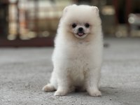 Mersin pomeranian boo köpeği