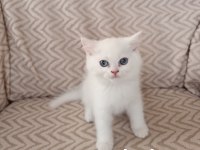 Teslime hazır erkek dişi yavru kedilerimiz