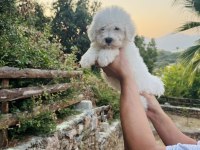 A Kalite Maltese Terrier Yavrularımız