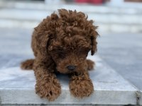 Show kalite redbrown kore toy poodle yavrular