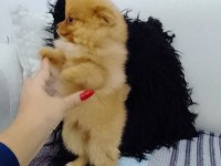 POMERANİAN BOO YAVRULAR