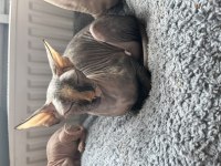 GÜZEL SFENKS KIZIMI SAHİPLENDİRİYORUM