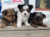 Show kalite tea cup morkie yavrular ziyarete açık