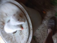 Hollanda Teddy Lop Tavşanı