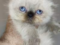 Panda scottish fold bebekler