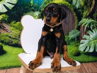 Kaliteli Doberman