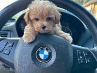 Sağlık garantili maltipoo yavrularımız