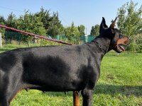 Safkan doberman