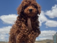 Ankranın en seçkin redbrown toy poodle yavruları