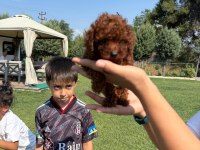 Kore toy poodle bebeklerimiz