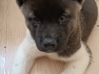 ŞAMPİYON ANNE VE BABADAN AMERİKAN AKİTA YAVRU