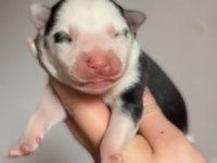 Üst kalite, nadir renkli Siberian Husky bebekler