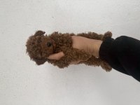 KORE TEDDY POODLE RED BROWN LEKESİZ