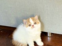Şampiyon Exotic Shorthair Snoopy Baba’dan Snoopy kızı