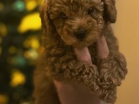 Güzel Poodle Kızımız