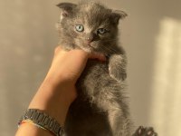 Yavru scottish fold