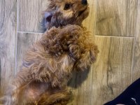 4 aylık dişi maltipoo tuvalet eğitimi vardır