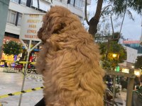Cockapoo orjinal dizayn ırktır ilk kandan