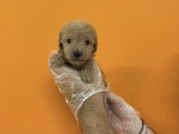 A KALİTE SAFKAN TOY POODLE YAVRULARIMIZ