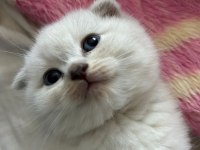 1.5 aylık tuvalet eğitimli mavi gözlü scottish fold