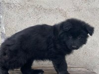 Şecereli siyah alman kurdu