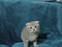 2 aylık kırık kulak scottish fold
