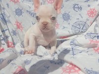 Ankara Exotic french bulldog