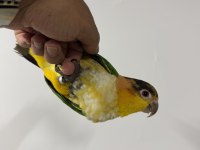 ÇOK OYUNCUL KAYIK PAPAĞANI