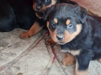 Irk garantili rottweiler yavruları