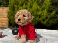 Şeker yavrumuz maltipoo