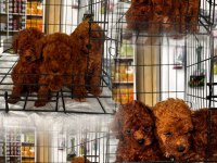 Red Brown Toy Poodle Yavrularımız