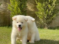 Beyaz Japon Akita Inu Yavrulari İstanbul