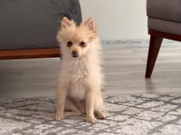 Sivri burun pomeranian