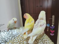 Kırmızı Göz Yavru Sevda Papağanları