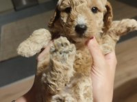 2 aylık Toy Poodle yavruları