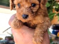 KUCUK POODLE YAKİSIKLILAR