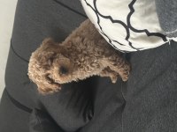 Toy poodle 3 aylık