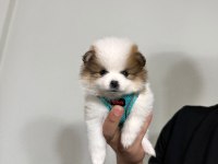 Pomeranian boo