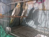 Sultan papağanı takım 6 aylık