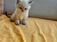 Bu british shorthair ponçikler yeni yuvalarını arıyor
