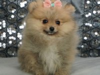 Pomeranian boo yavrularımız sevimli